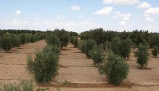 أشجار الزيتون في تونس