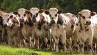 &laquo;التهاب الجلد العقدي&raquo; يثير القلق في فرنسا