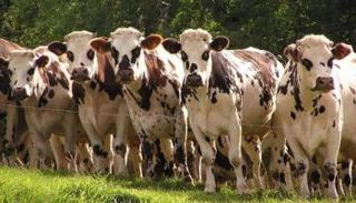 الثروة الحيوانية في فرنسا