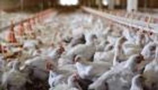 تفشٍ جديد لإنفلونزا الطيور في مزرعة دواجن ببريطانيا