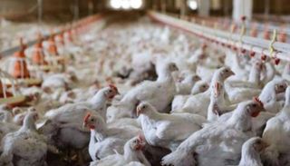 إنفلونزا الطيور