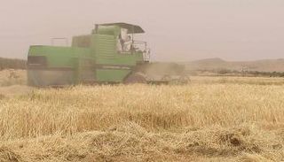 حقل حبوب في تونس