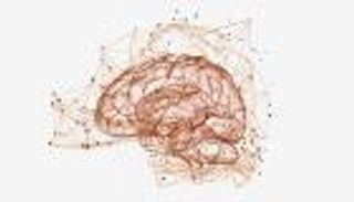 تسخير الفوضى.. كيف يحول الدماغ العشوائية إلى ذاكرة قوية