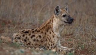 الضبع المرقط 