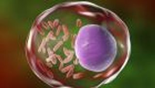 حمى كيو تجتاح إستراليا.. وتحذيرات صحية للمزارعين