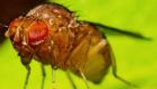 فك شفرة إنتاج الإنسولين عبر أبحاث ذبابة الفاكهة