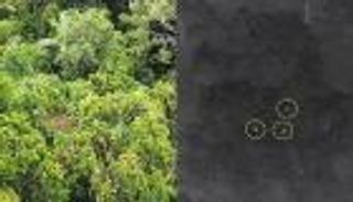 نتائج غير متوقعة.. الطائرات المسيرة تكشف عن أندر الحيوانات على وجه الأرض