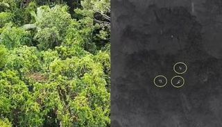 الطائرات المسيرة تكشف عن أندر الحيوانات