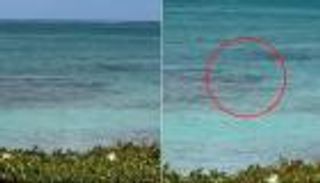 تركها بلا يدين.. هجوم شرس لسمكة قرش على سائحة في الكاريبي