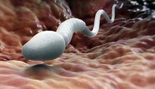 التفاعل بين بروتينين ضروري للتطور السليم للحيوانات المنوية