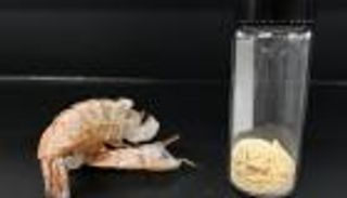 مادة مشتقة من الجمبري لتطوير أدوية رواد الفضاء