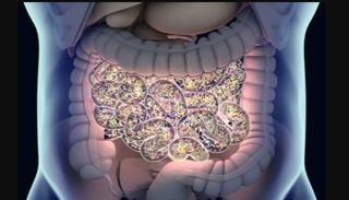 صيام رمضان يعزز التوازن الميكروبي بالأمعاء