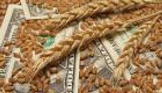 أسعار الحبوب تتراجع بفضل حروب التجارة.. قمح أرخص وذرة وفيرة