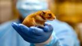 من رفيق الأطفال إلى بطل علمي.. قصة تحول الهامستر السوري بعد «كوفيد-19»