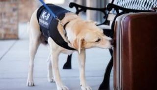 كشف تفاصيل جديدة حول نشاط الدماغ لدى الكلاب أثناء اكتشاف الروائح