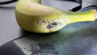 بيض العنكبوت يظهر على فاكهة الموز