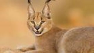 «الوشق المصري».. صياد ماهر يترصد لـ«الغرباء»