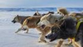 تزلج الكلاب على الجليد.. سباق قد يحدد مصير السياسة الدولية لعقود