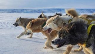 مجموعة من الكلاب خلال مسابقة تزلج على الجليد