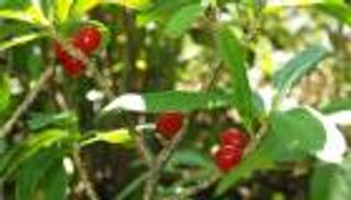 أمل جديد لعلاج الإيدز.. اكتشاف مركبات فعالة في نبات ياباني