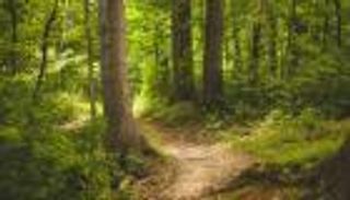 الغابات في بؤرة اهتمامات البرازيل.. مبادرة لجمع 125 مليار دولار