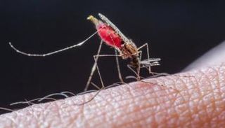 تحول كبير في مكافحة الأمراض المنقولة عبر الحشرات