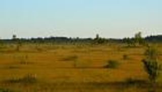 الطحالب والأراضي الخثية.. شراكة طبيعية لامتصاص الكربون