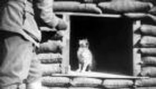 «القطط الجنود» في زمن الحرب.. سعاة بريد و«تمائم حظ»