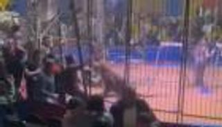 بعد هجوم نمر على عامل مصري.. هل تمنع التكنولوجيا هجمات حيوانات السيرك؟ (خاص)