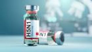 في خطوة علمية متقدمة.. باحثون يطورون لقاحا أنفيا لمكافحة إنفلونزا الطيور «H5N1»