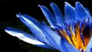 من قدس الفراعنة إلى تجارة مزيفة: حقيقة اللوتس الأزرق المصري