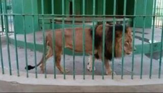 أسد بحديقة قفصة