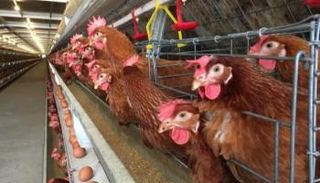 إنفلونزا الطيور