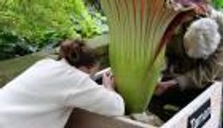 رائحتها كالجثث المتحللة.. زواج الأقارب يهدد أغرب زهرة في العالم 