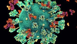 الدواء الجديد يستهدف لأول مره بروتين "PLpro " بالفيروس 