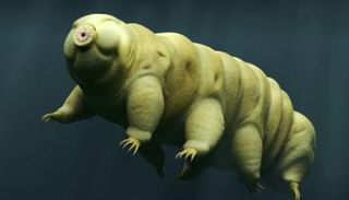 "الدببة المائية".. مخلوق لا يقهر