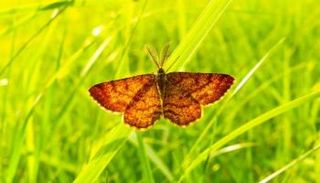 الحشرات جنود النظام البيئي (مصدر الصورة: كانفا)