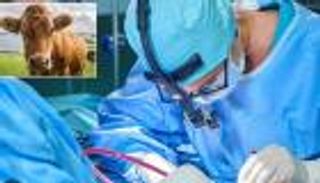 جلد البقر يداوي الندوب.. تقنية ثورية لعلاج جروح سرطان الجلد