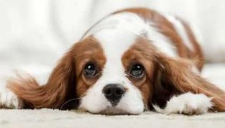 الكلبة بيلي