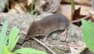 «ظاهرة دينيل».. استراتيجية «الثدييات» لمواجهة تغيرات المناخ