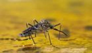 كولومبيا تعلن حالة الطوارئ بسبب الحمى الصفراء