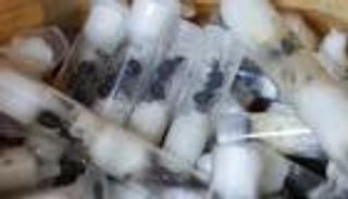 «درع الغابة الأخضر».. خبير  يكشف أسباب تشدد كينيا مع مهربي النمل (خاص)