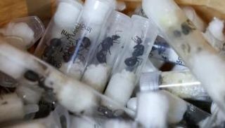 عملية تهريب النمل الكيني