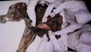 جثة محنطة لحيوان الماموث