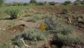 المزارعون الأكثر تضرراً.. تأثيرات مدمرة لألغام الحوثي