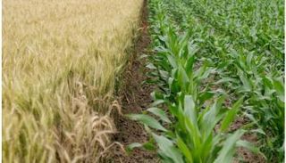 الكشف عن "خدعة كيميائية" تستخدمها البكتيريا لتفادي أنظمة الدفاع النباتية