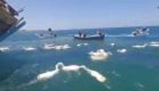 بالصور.. البحر يبتلع مئات الأغنام في عدن بعد جنوح سفينة