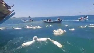 مئات الأغنام التي تحاول السباحة بعد جنوح السفينة قبالة عدن