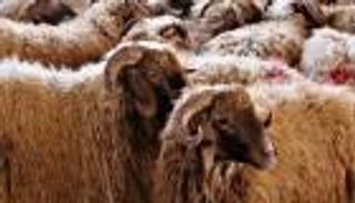 الحكم الشرعي لذبح الأضحية ليلا في أيام التشريق