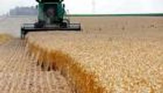 موسم واعد للحبوب في تونس.. أمطار الشتاء تنقذ قطاع الزراعة